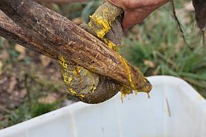 Tree beekeeping culture