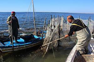 Charfia fishing in the Kerkennah Islands