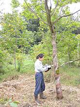 Traditional skills, techniques and knowledge for the conservation and transmission of wooden architecture in Japan