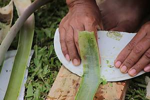 Aklan piña handloom weaving