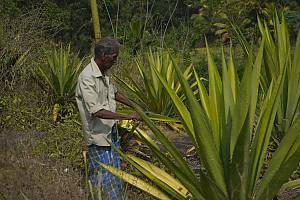 Les savoir-faire traditionnels relatifs à la fabrication de Dumbara Ratā Kalāla