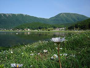 Truffle hunting and extraction in Italy, traditional knowledge and practice