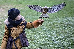 Falconry, a living human heritage