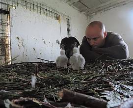 Falconry, a living human heritage