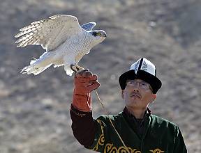 Falconry, a living human heritage