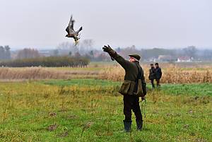 Falconry, a living human heritage