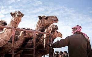 Alheda'a, oral traditions of calling camel flocks