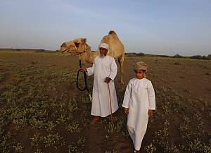 Alheda'a, oral traditions of calling camel flocks