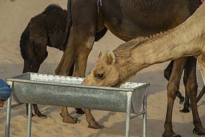 Alheda'a, oral traditions of calling camel flocks
