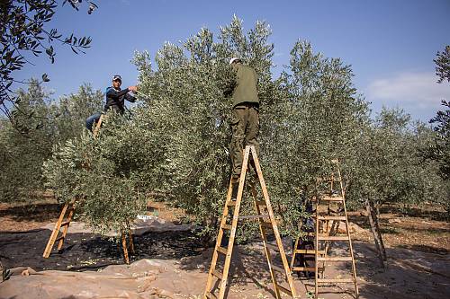 Palestinian farmers harvesting olives.