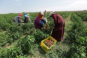 Harissa, knowledge, skills and culinary and social practices