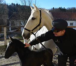 Les traditions d’élevage des chevaux Lipizzan