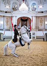 Lipizzan horse breeding traditions