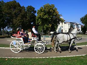 Lipizzan horse breeding traditions