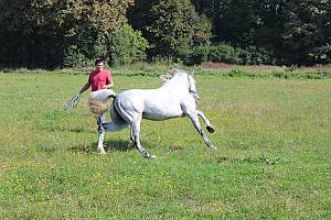Lipizzan horse breeding traditions