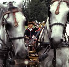 Lipizzan horse breeding traditions