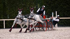 Lipizzan horse breeding traditions
