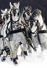 Lipizzan horse breeding traditions