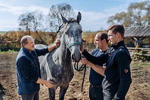 Les traditions d’élevage des chevaux Lipizzan