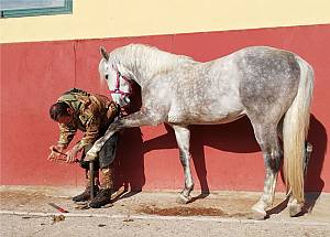 Lipizzan horse breeding traditions
