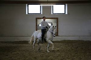 Lipizzan horse breeding traditions