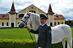 Lipizzan horse breeding traditions