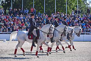 Lipizzan horse breeding traditions