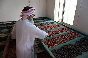 Conocimientos y prácticas relacionados con el cultivo de granos de café Khawlani