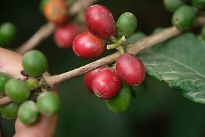 Knowledge and practices related to cultivating Khawlani coffee beans