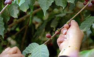 Knowledge and practices related to cultivating Khawlani coffee beans