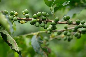 Knowledge and practices related to cultivating Khawlani coffee beans