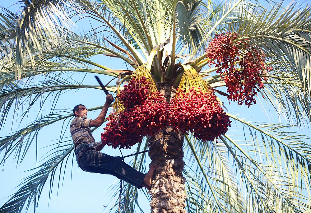 Date palm, knowledge, skills, traditions and practices: picking up dates in Palestine