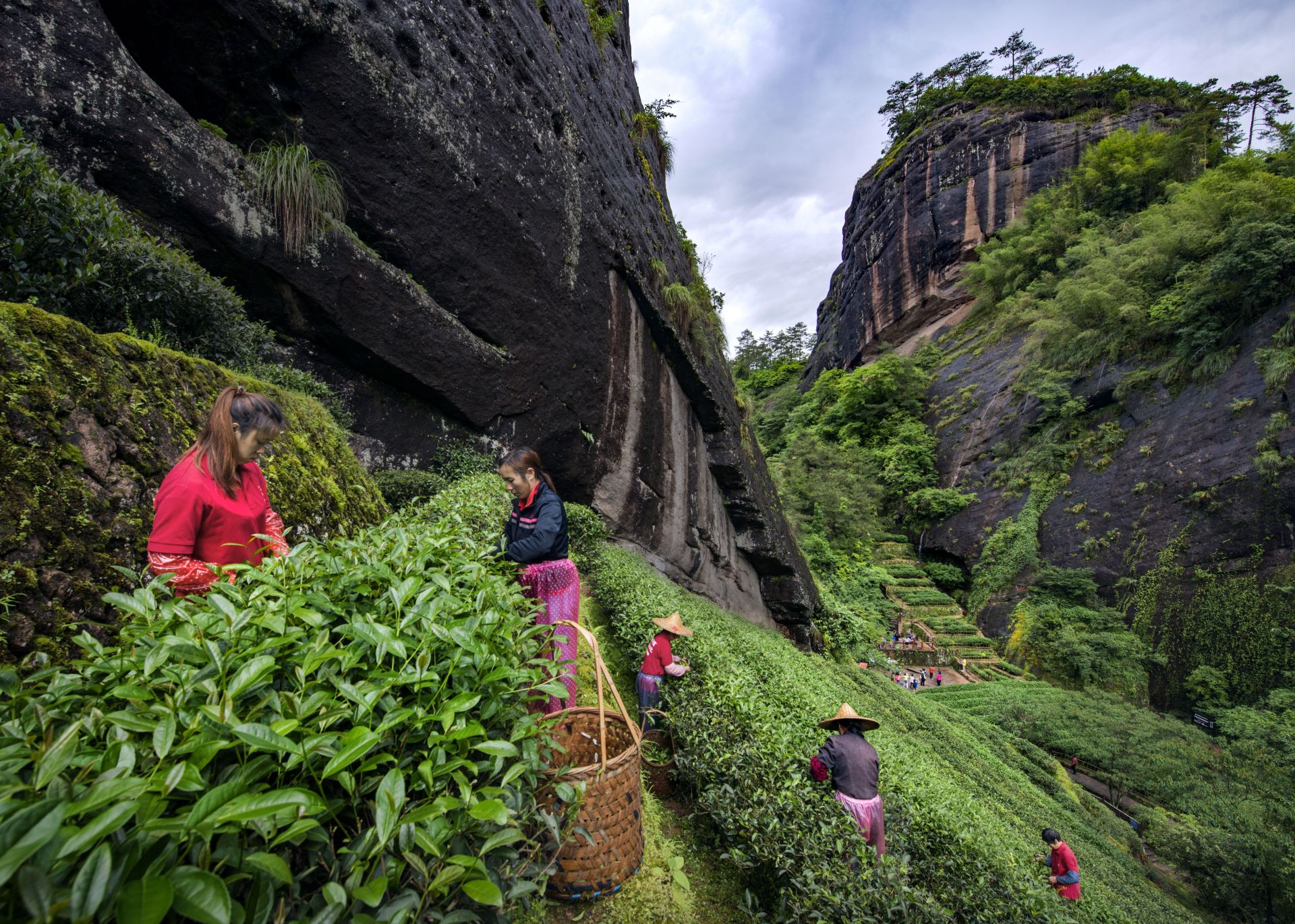 Tea pluckers are picking tea leaves at a tea plantation in Mount Wuyi, Fujian Province