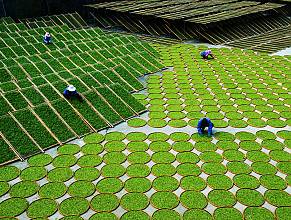 Traditional tea processing techniques and associated social practices in China