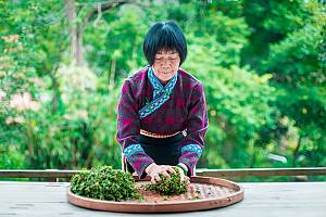 Traditional tea processing techniques and associated social practices in China