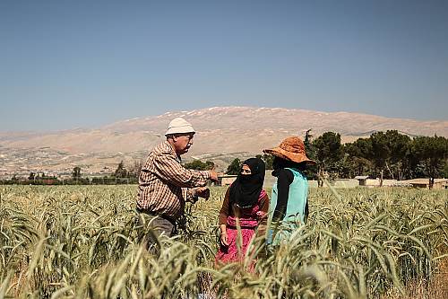 Sustainable agriculture in Lebanon