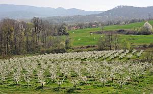 Social practices and knowledge related to the preparation and use of the traditional plum spirit – šljivovica
