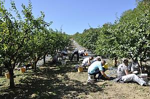 Social practices and knowledge related to the preparation and use of the traditional plum spirit – šljivovica