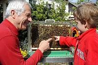 There are around 11,00 beekeepers in Slovenia. The family tradition is passed on from one generation to the next. A grandfather and grandson with honeycomb and bees, looking for the queen bee