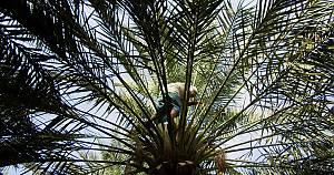 Date palm, knowledge, skills, traditions and practices
