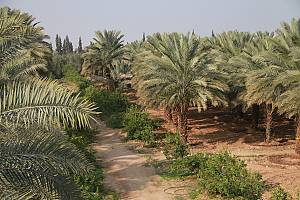 Conocimientos, saberes, tradiciones y prácticas asociados a la palmera datilera