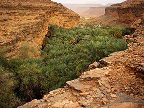 Date palm, knowledge, skills, traditions and practices