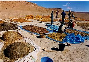 Date palm, knowledge, skills, traditions and practices