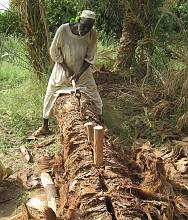 Date palm, knowledge, skills, traditions and practices