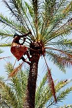 Date palm, knowledge, skills, traditions and practices