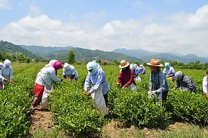 Culture of Çay (tea), a symbol of identity, hospitality and social interaction