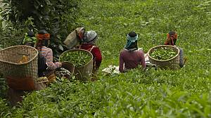 Culture of Çay (tea), a symbol of identity, hospitality and social interaction
