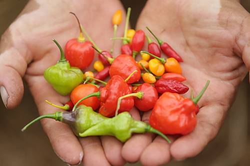 Designing the digital platform for safeguarding foodways - II