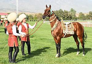 Art of Akhal-Teke horse breeding and traditions of horses' decoration