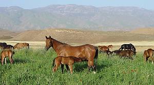 Art of Akhal-Teke horse breeding and traditions of horses' decoration